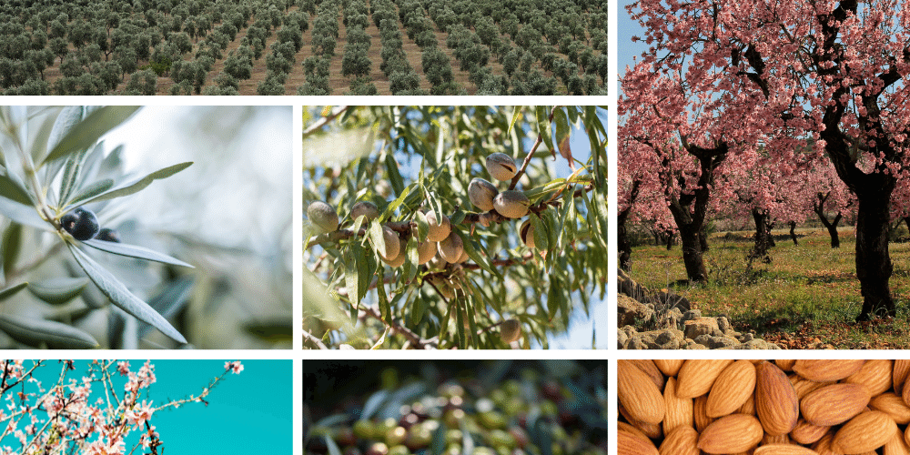 La importancia de los tratamientos postcosecha en Olivar y Almendro La importancia de los tratamientos postcosecha en Olivar y Almendro