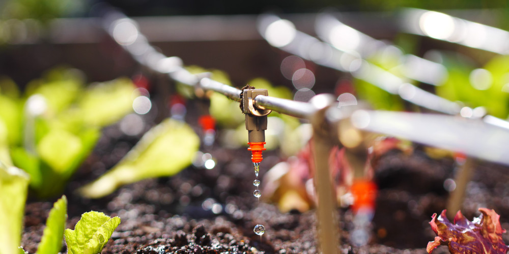 Biostimulation in fertigation, aiming for maximum efficiency Biostimulation in fertigation, aiming for maximum efficiency