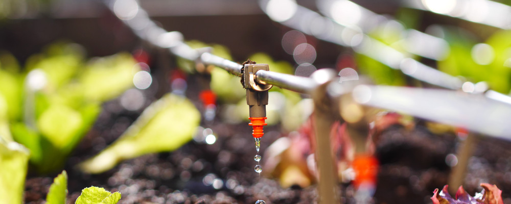 Biostimulation in fertigation, aiming for maximum efficiency Biostimulation in fertigation, aiming for maximum efficiency