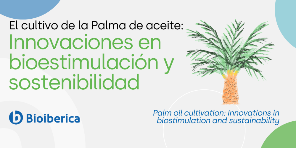 El cultivo de la Palma de aceite: Innovaciones en bioestimulación y sostenibilidad El cultivo de la Palma de aceite: Innovaciones en bioestimulación y sostenibilidad