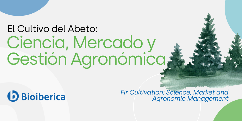 El Cultivo del Abeto: Ciencia, Mercado y Gestión Agronómica El Cultivo del Abeto: Ciencia, Mercado y Gestión Agronómica