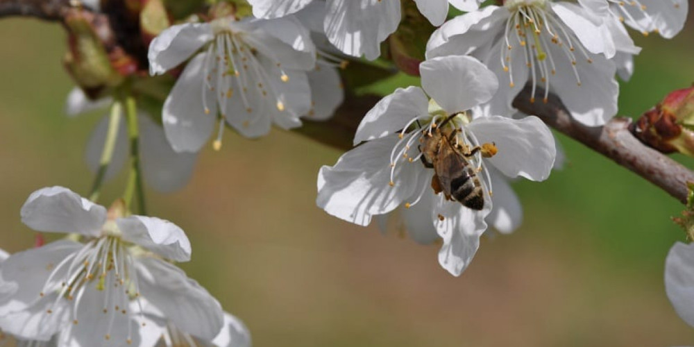 Un control más sostenible de las enfermedades y la reducción de residuos químicos, principales motivos de los agricultores españoles para emplear productos de biocontrol Un control más sostenible de las enfermedades y la reducción de residuos químicos, principales motivos de los agricultores españoles para emplear productos de biocontrol