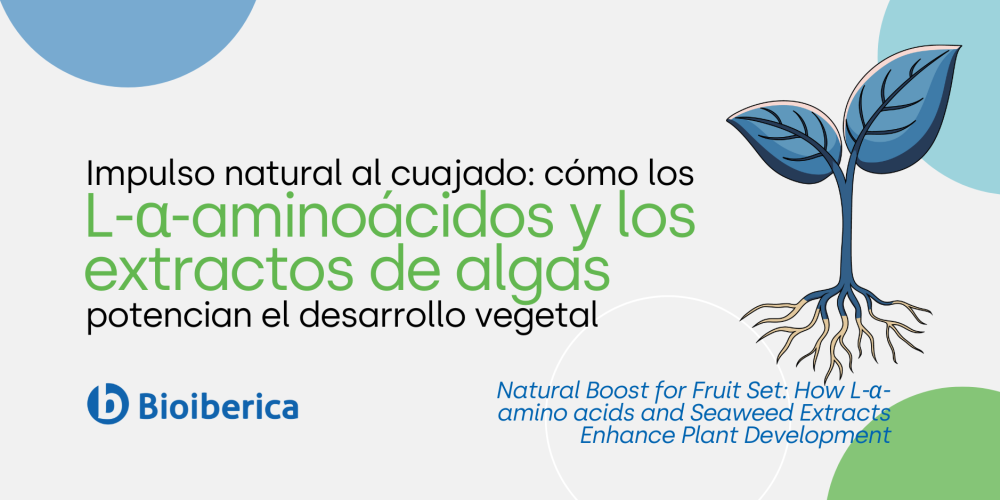 Natural Boost for Fruit Set: How L-α-amino acids and Seaweed Extracts Enhance Plant Development Natural Boost for Fruit Set: How L-α-amino acids and Seaweed Extracts Enhance Plant Development