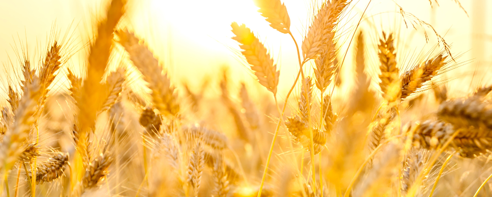 Effects of climate change on flowering and agricultural production Effects of climate change on flowering and agricultural production