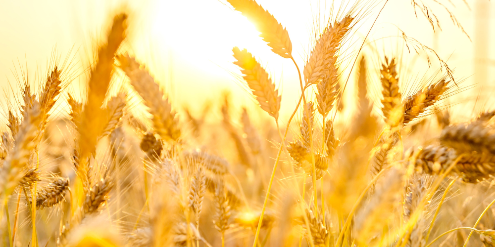 Efectos del cambio climático en la floración y producción agrícola Efectos del cambio climático en la floración y producción agrícola